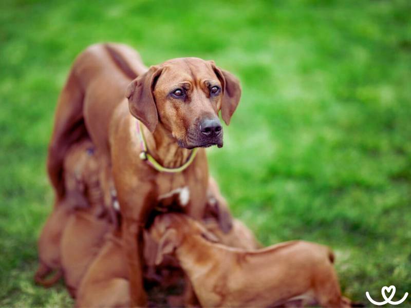 Psi-plemeno-rhodesky-ridgeback (1)